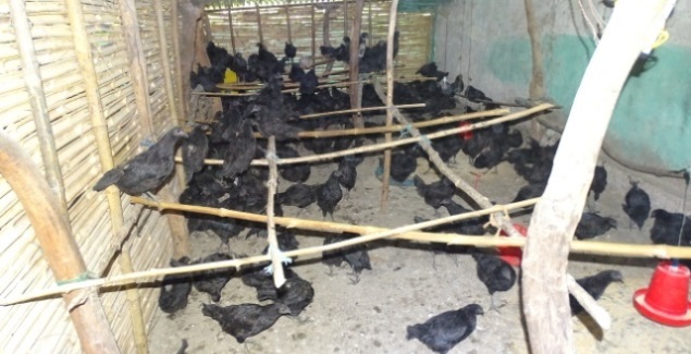 promotion of native kadaknath breed