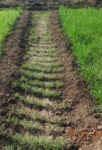 Agriculture