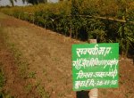 Agriculture