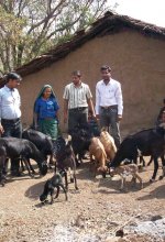 Livestock