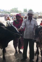 Livestock