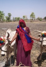 Livestock