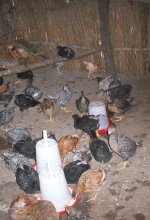 Livestock