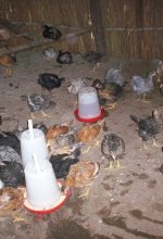 Livestock