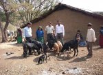 Livestock