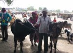 Livestock