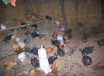Livestock