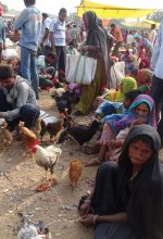 Poultry Farming