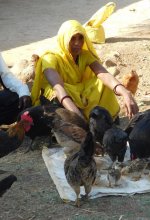 Poultry Farming
