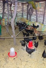 Poultry Farming