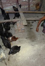 Poultry Farming