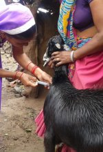 Poultry Farming