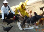 Poultry Farming