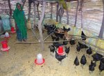 Poultry Farming