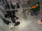 Poultry Farming